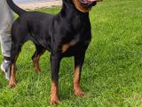 1 Yaşında Rottweiller