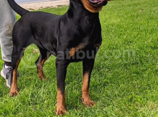 1 Yaşında Rottweiller