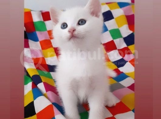 Kar Beyaz Minnoş Yavrumuz Yuvasını Arıyor