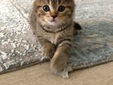 Brown Tabby Scottısh Fold