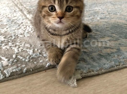 Brown Tabby Scottısh Fold