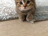 Brown Tabby Scottısh Fold