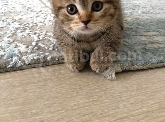 Brown Tabby Scottısh Fold görsel