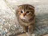 Brown Tabby Scottısh Fold