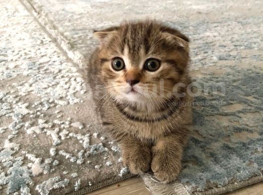 Brown Tabby Scottısh Fold görsel