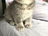 Gri Scottish Fold