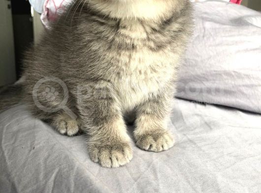Gri Scottish Fold