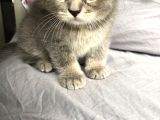 Gri Scottish Fold