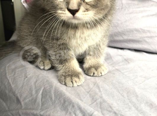 Gri Scottish Fold görsel