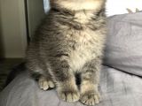 Gri Scottish Fold