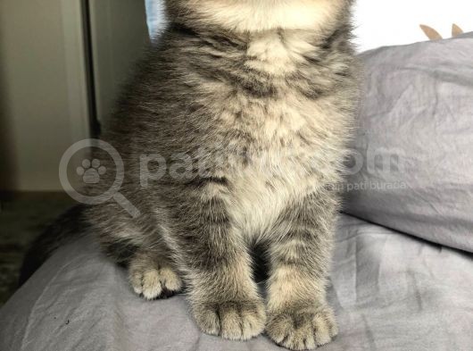 Gri Scottish Fold görsel