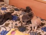 Scotish Fold Ve British Shorthair Yavrularımız