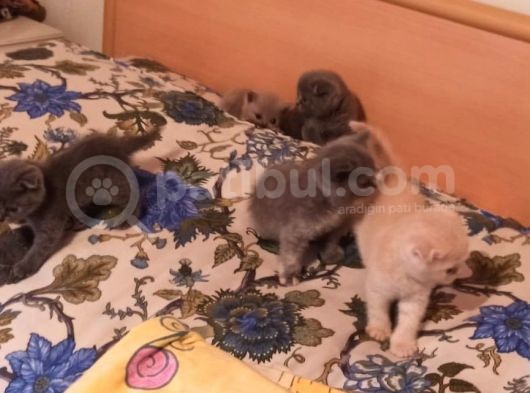 Scotish Fold Ve British Shorthair Yavrularımız