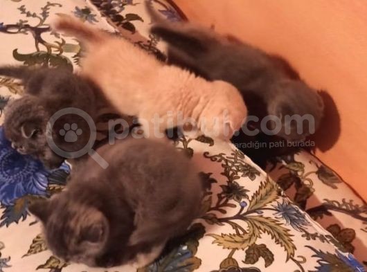 Scotish Fold Ve British Shorthair Yavrularımız görsel