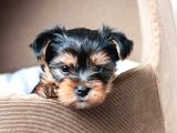 Teacup Yorkshire Terrier