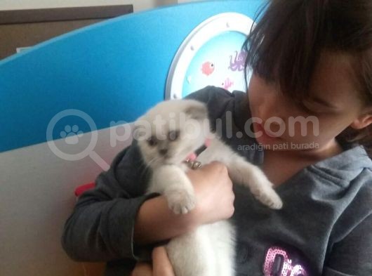 Scotish Fold Ve British Shorthair Yavrularımız