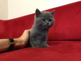Çok Uygun Di̇şi̇ British Shorthair