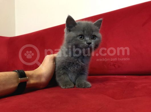 Çok Uygun Di̇şi̇ British Shorthair