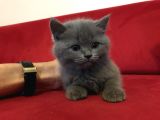 Çok Uygun Di̇şi̇ British Shorthair