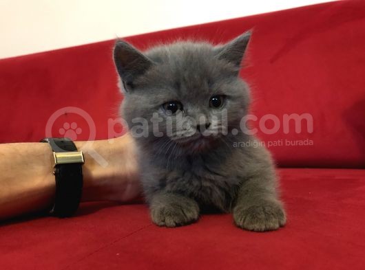 Çok Uygun Di̇şi̇ British Shorthair görsel