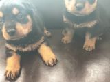 Rottweiler Yavrusu