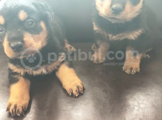 Rottweiler Yavrusu görsel