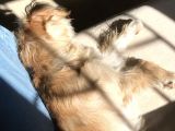 8 Aylık Erkek Maltipoo Köpek