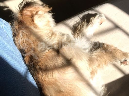 8 Aylık Erkek Maltipoo Köpek görsel
