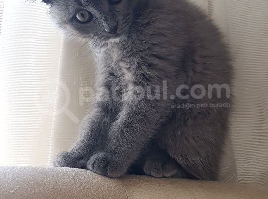 Oyuncu Scottish görsel