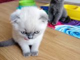 Çok Kaliteli Scottish Fold Ve Blue Point