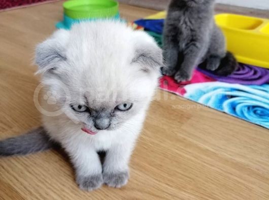 Çok Kaliteli Scottish Fold Ve Blue Point görsel