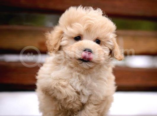 Kendi Üretimimiz F1 Maltipoo Yavrularımız