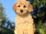 Irk Ve Sağlık Garantili Maltipoo Yavrularımız