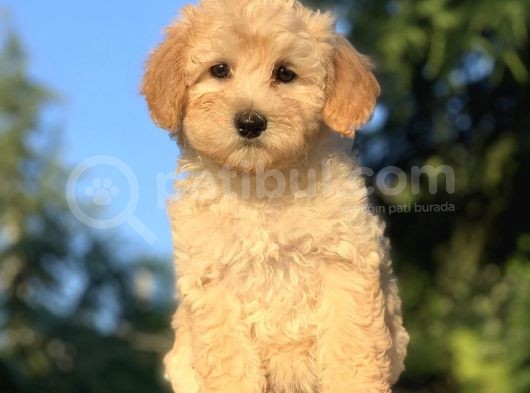 Irk Ve Sağlık Garantili Maltipoo Yavrularımız görsel