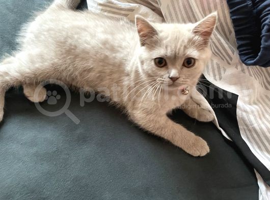 2 Aylık Akıllı Ve Uslu Dişi Yavrumuz görsel