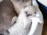 Çok Kaliteli Scottish Fold Ve Blue Point