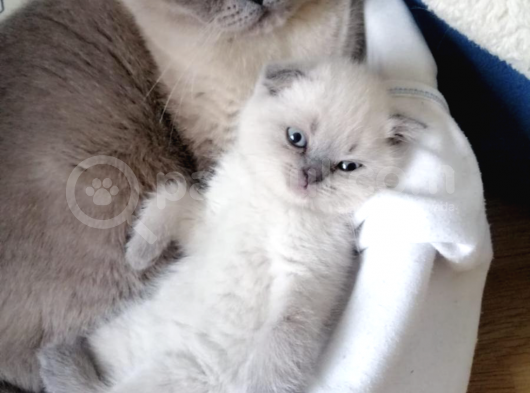 Çok Kaliteli Scottish Fold Ve Blue Point