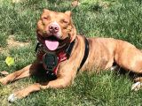 Rednose Pitbull
