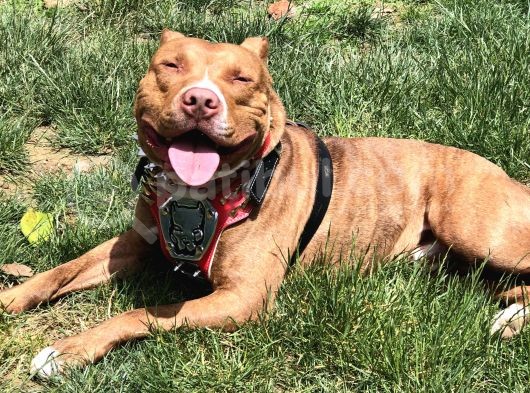 Rednose Pitbull görsel