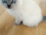 Çok Kaliteli Scottish Fold Ve Blue Point