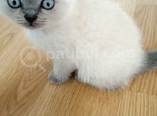 Çok Kaliteli Scottish Fold Ve Blue Point görsel