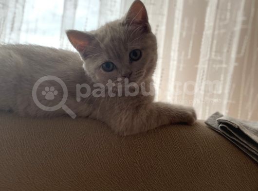 2 Aylık Akıllı Ve Uslu Dişi Yavrumuz görsel