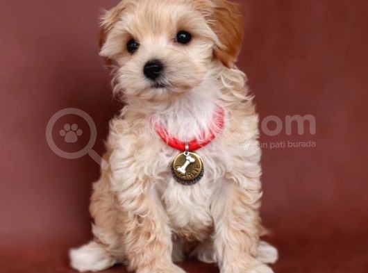 Renkli Terrier Değil Safkan Maltipoo Arayanlara görsel