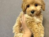 Irkının En İyisi Maltipoo Yavrularımız