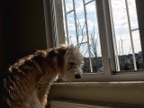 8 Aylık Erkek Maltipoo Köpek
