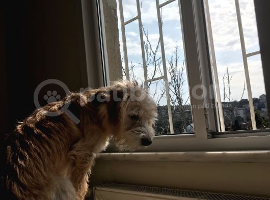 8 Aylık Erkek Maltipoo Köpek görsel