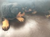 Rottweiler Yavrusu
