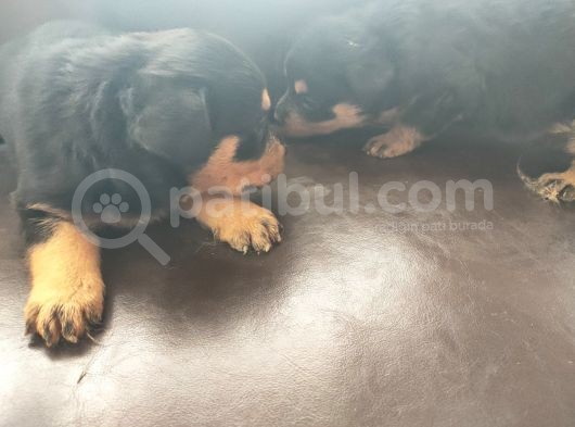 Rottweiler Yavrusu görsel