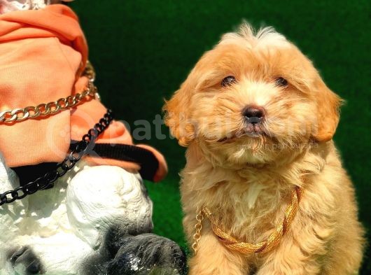 2.5 Aylık Erkek Maltipoo Yavrumuz görsel
