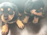Rottweiler Yavrusu